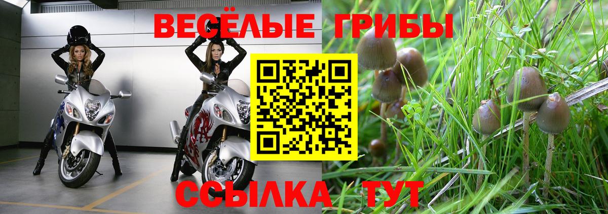 Псилоцибиновые грибы Psilocybe  Вход с VPN  Галлюциногенные грибы GOLDEN TEACHER  закладка  Карачаевск 